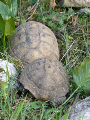 Herzegnovian turtles
